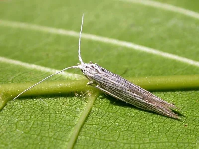 Coleophora mareki