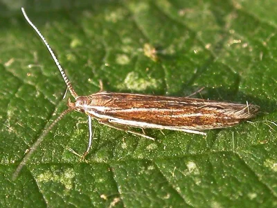 Coleophora niveistrigella