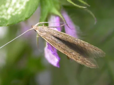 Coleophora vestianella