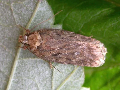 Depressaria (Depressaria) douglasella