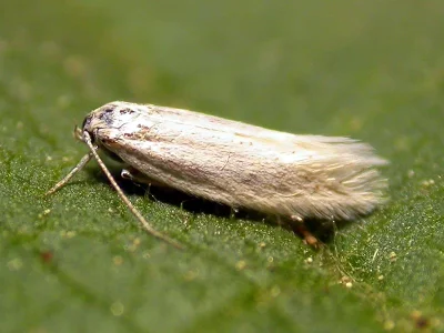 Elachista liskai