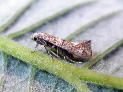 Elachista (Aphelosetia) squamosella