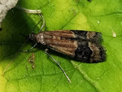 Euzopherodes charlottae