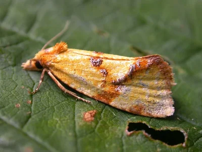 Fulvoclysia nerminae