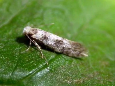 Infurcitinea finalis