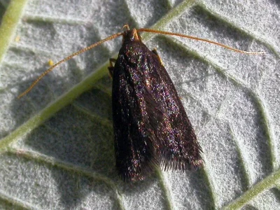 Lecithocera (Lecithocera) nigrana