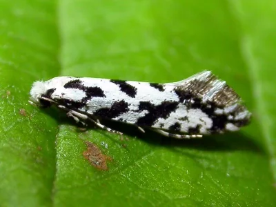 Nemapogon nigralbella
