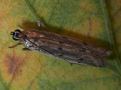 Phycitodes inquinatella