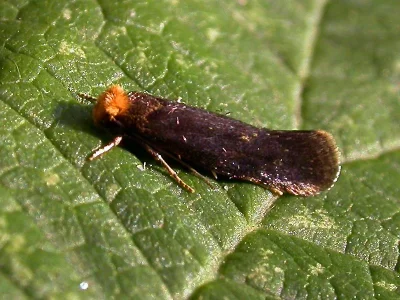 Tinea omichlopis