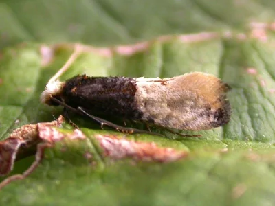 Trichophaga scandinaviella