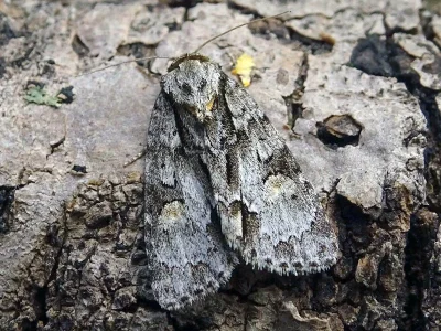 Acronicta (Hyboma) strigosa