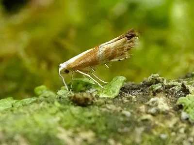 Argyresthia (Argyresthia) albistria