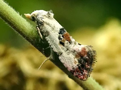 Neocochylis hybridella