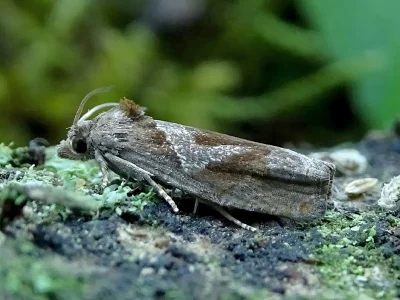 Epiblema foenella