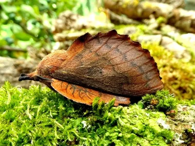 Gastropacha (Gastropacha) quercifolia