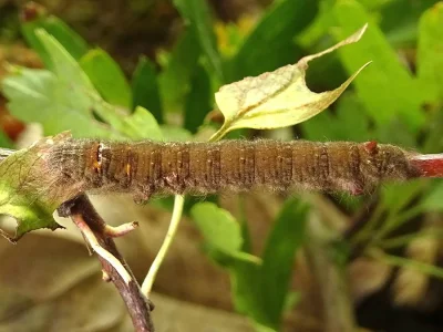 Gastropacha (G.) quercifolia