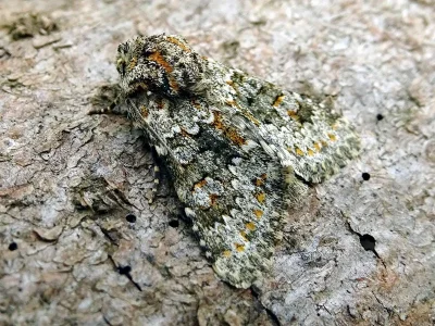 Hecatera dysodea