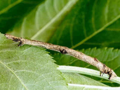 Ourapteryx sambucaria