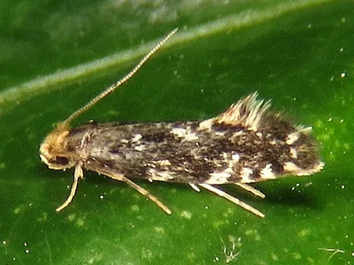 Nemapogon koenigi