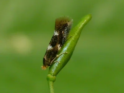 Bucculatrix cidarella