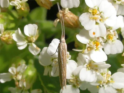 Coleophora argentula