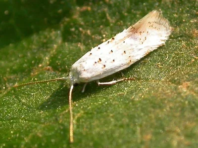 Elachista (Aphelosetia) heringi