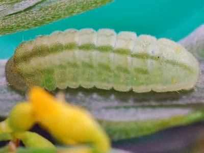 Glaucopsyche melanops