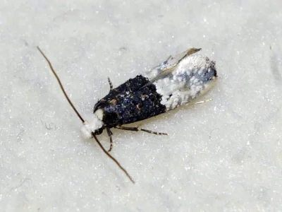 Trichophaga bipartitella