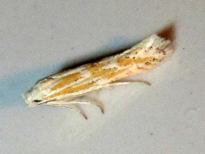 Ptocheuusa paupella