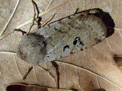 Conistra (Conistra) rubiginosa