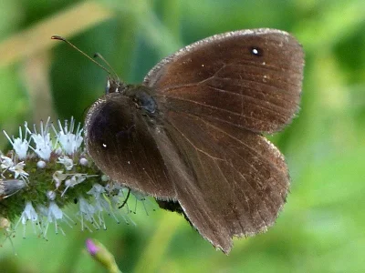 Satyrus actaea