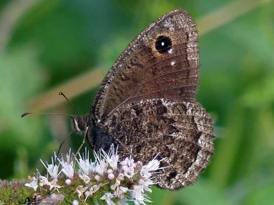Satyrus actaea