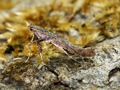Caloptilia falconipennella