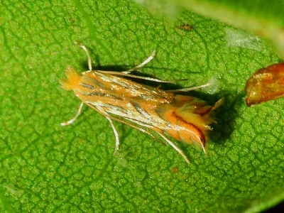 Phyllonorycter platani