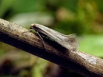 Elachista (Elachista) rufocinerea