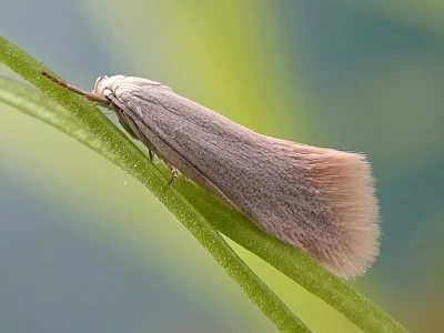 Elachista (Aphelosetia) argentella