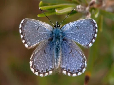 Pseudophilotes panoptes