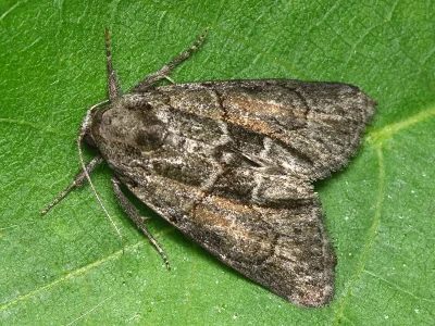 Cryphia (Cryphia) fraudatricula