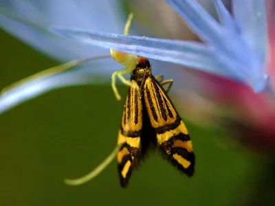 Nemophora ochsenheimerella