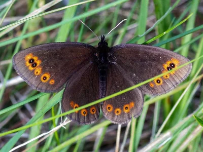 Erebia medusa