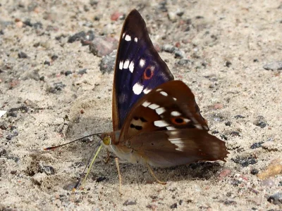 Apatura ilia