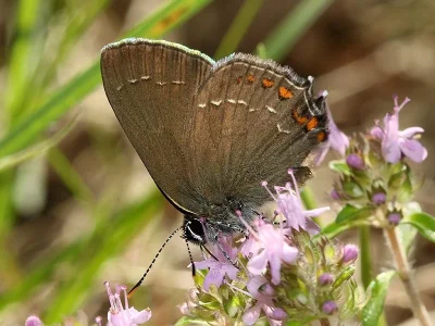 Satyrium (Nordmannia) ilicis