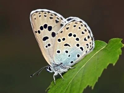 Phengaris arion
