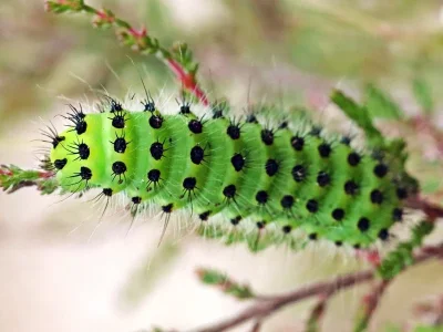 Saturnia (Eudia) pavonia