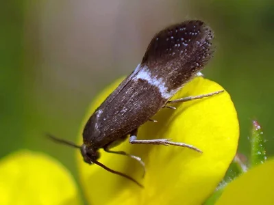 Tinagma balteolella
