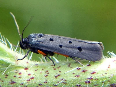 Ethmia aurifluella