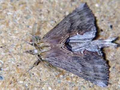 Pterostoma palpina