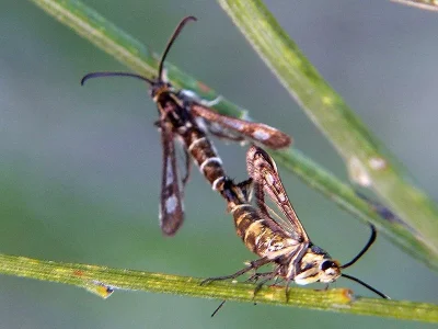 Pyropteron (Synansphecia) meriaeformis