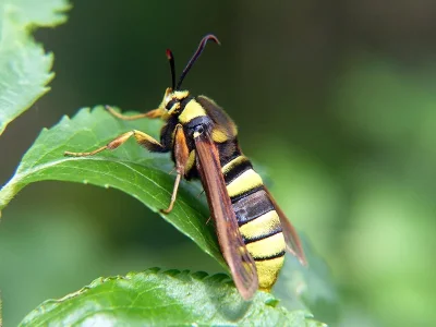 Sesia apiformis
