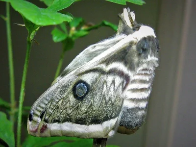 Saturnia (Saturnia) pyretorum